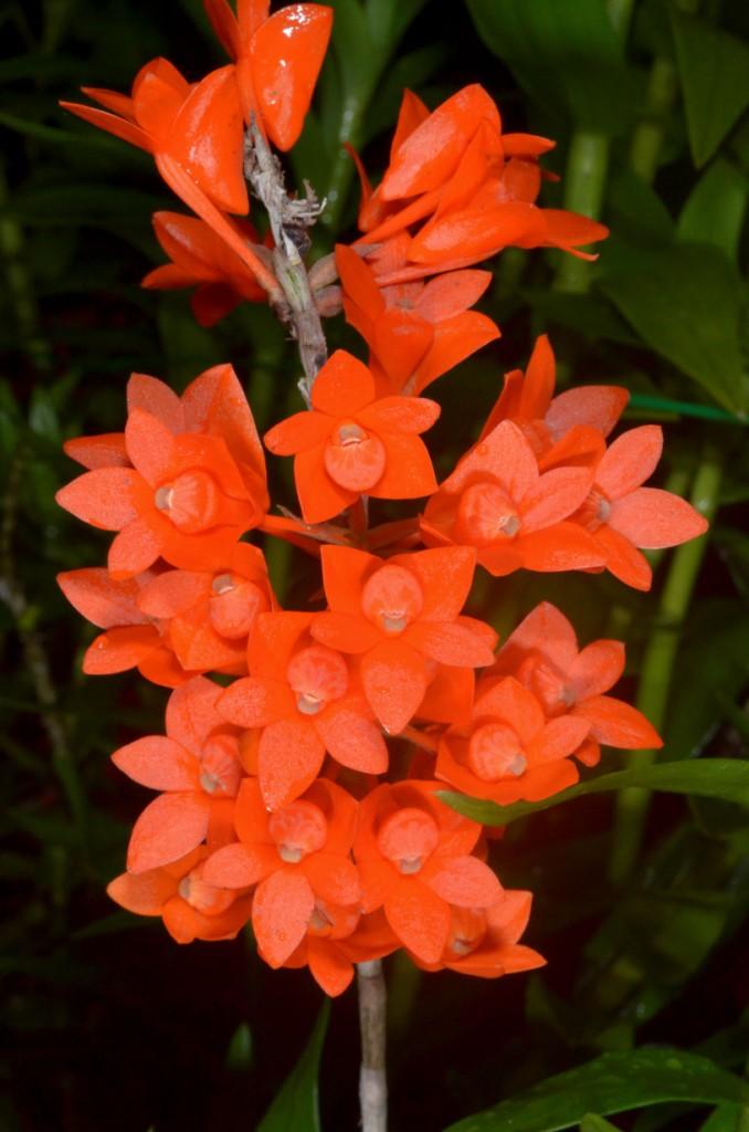 Den Gowan's Tangello