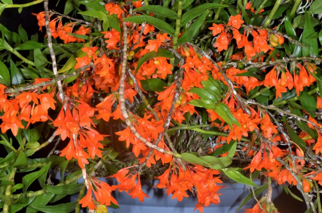 Dendrobium Gowan's Tangello - photo 2