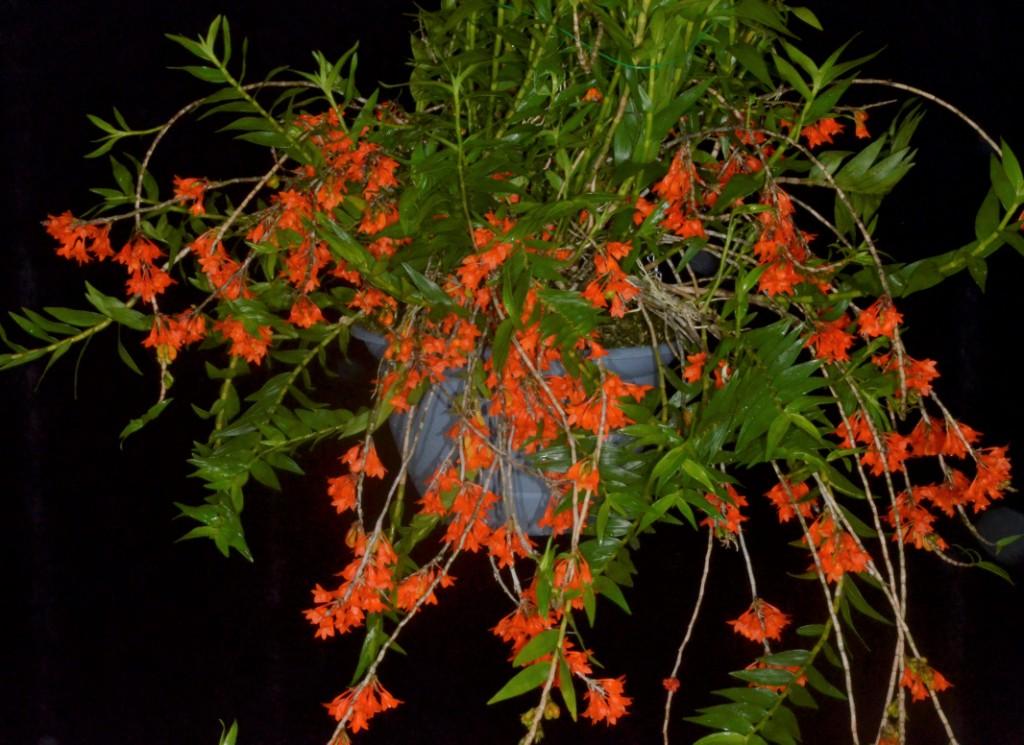 Den Gowan's Tangello