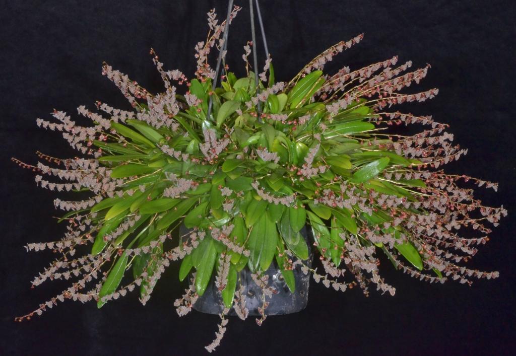 Stelis papaquerensis