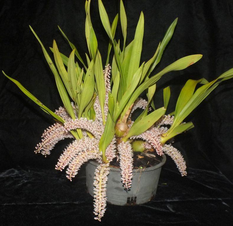 Pinalia rhynchostyloides