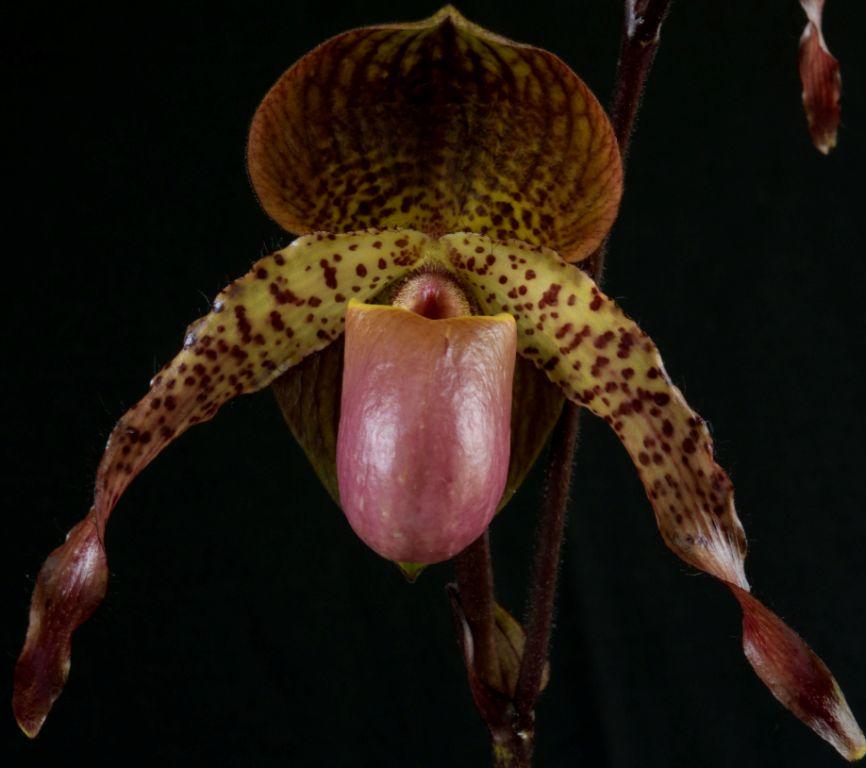 Paph Cloud's Abducted Mockingbird