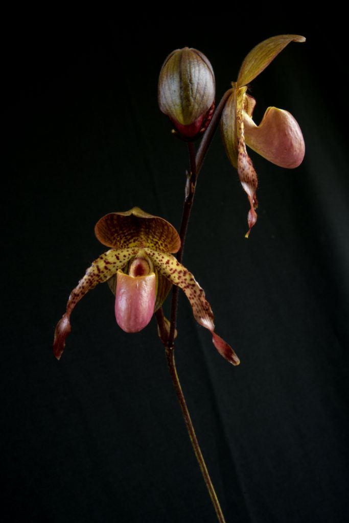 Paphiopedilum Cloud's Abducted Mockingbird - photo 2