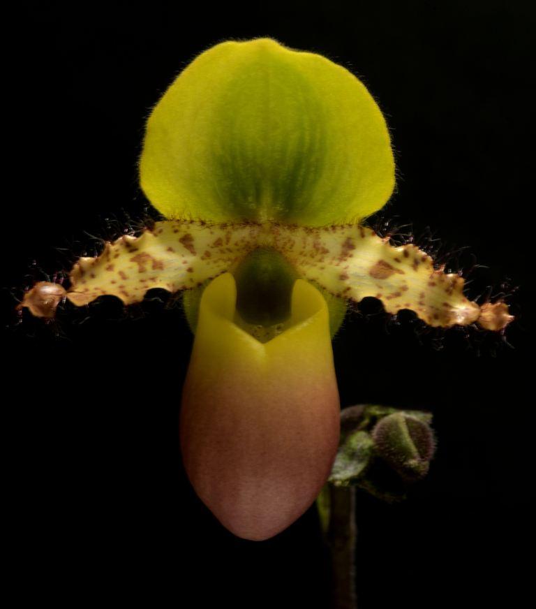 Paphiopedilum primulinum var. purpurascens