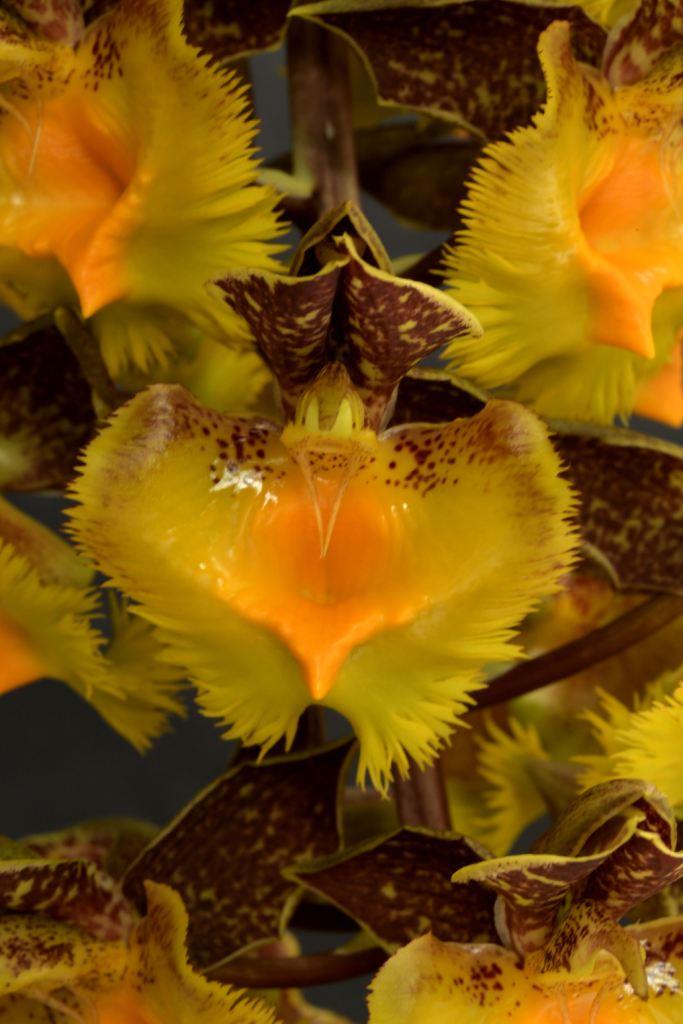 Catasetum fimbriatum