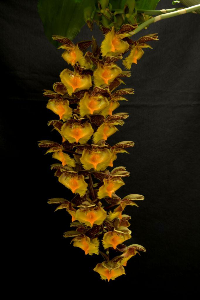 Catasetum fimbriatum - photo 2