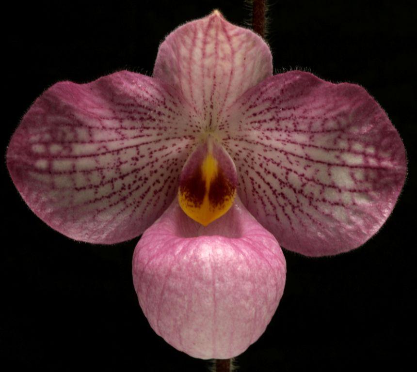 Paph Magic Lantern