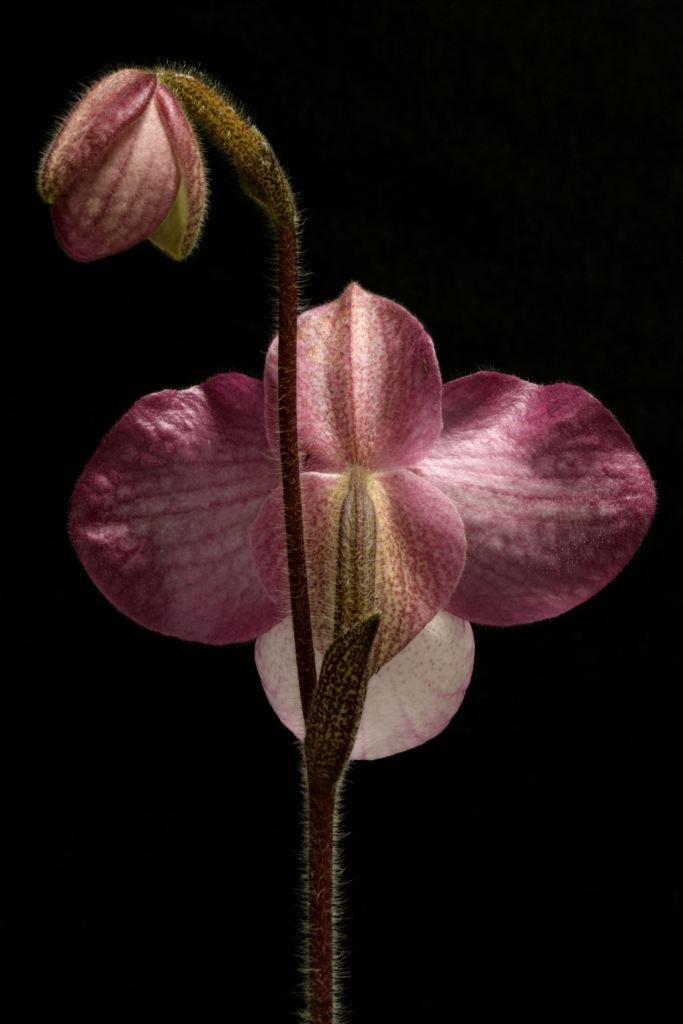 Paphiopedilum Magic Lantern - photo 2