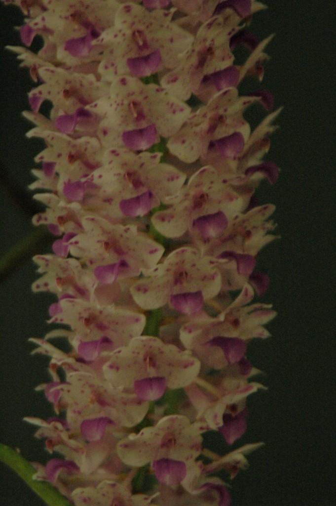 Rhynchostylis retusa