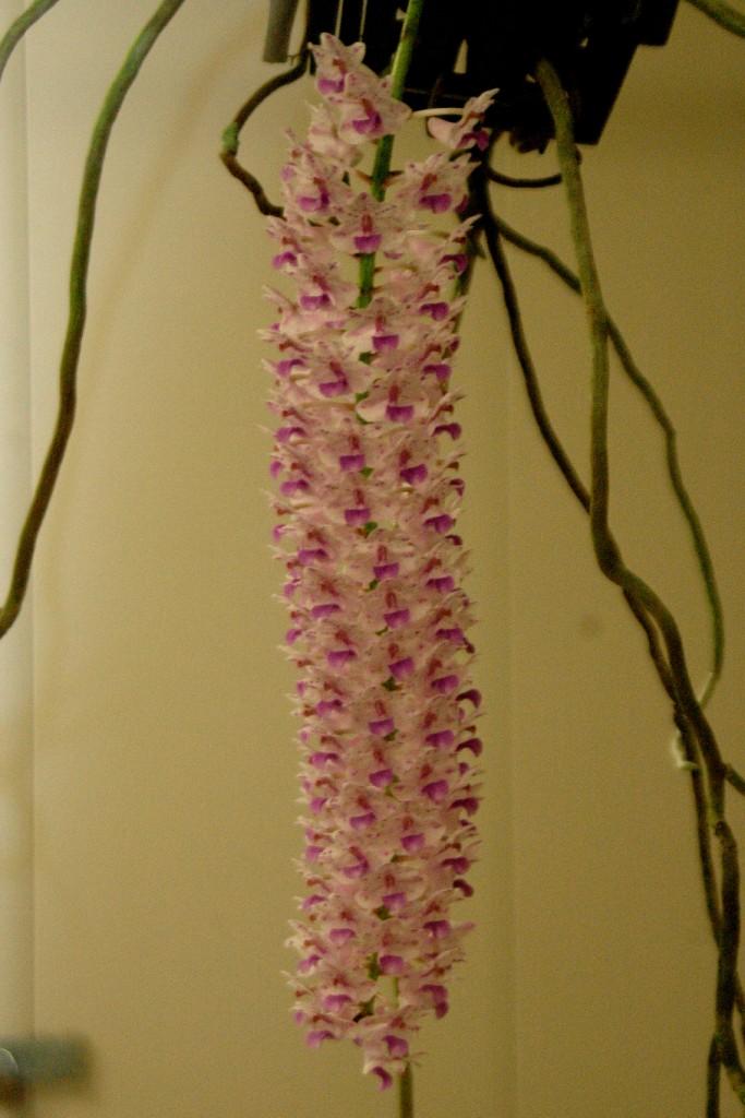 Rhynchostylis retusa - photo 2