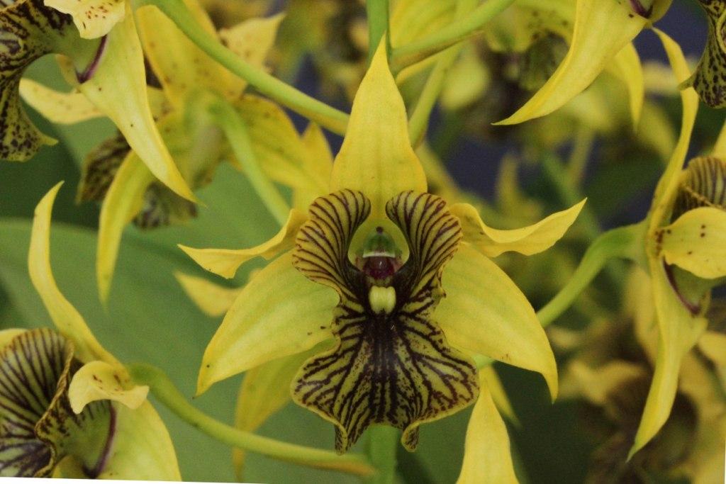 Dendrobium Excelsa - photo 2