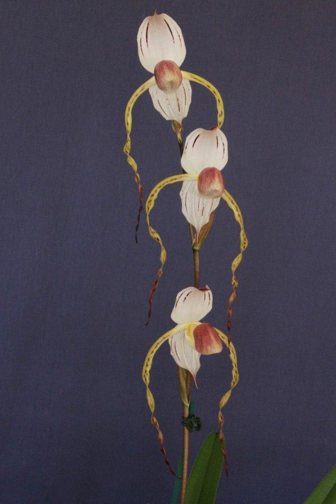 Paphiopedilum stonei