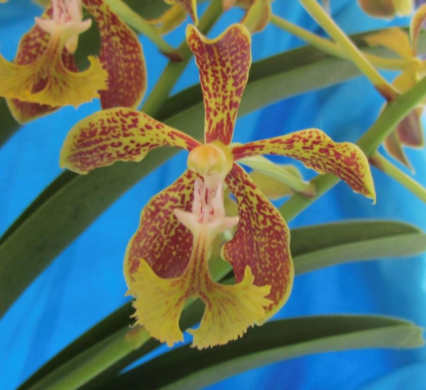 Vanda roeblingiana