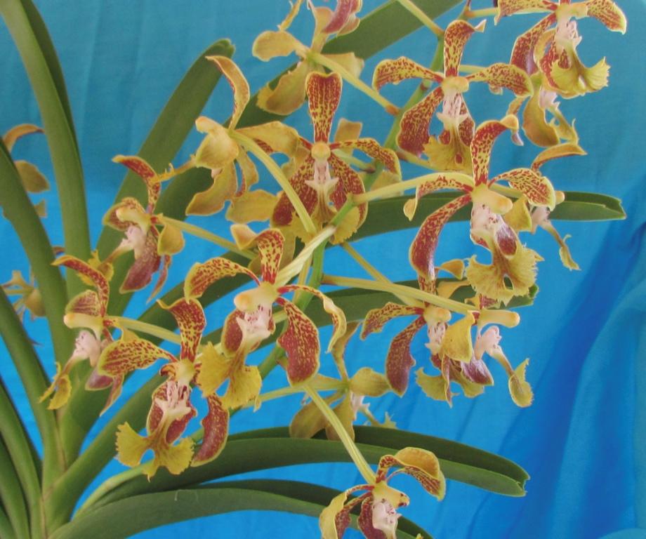 Vanda roeblingiana - photo 2
