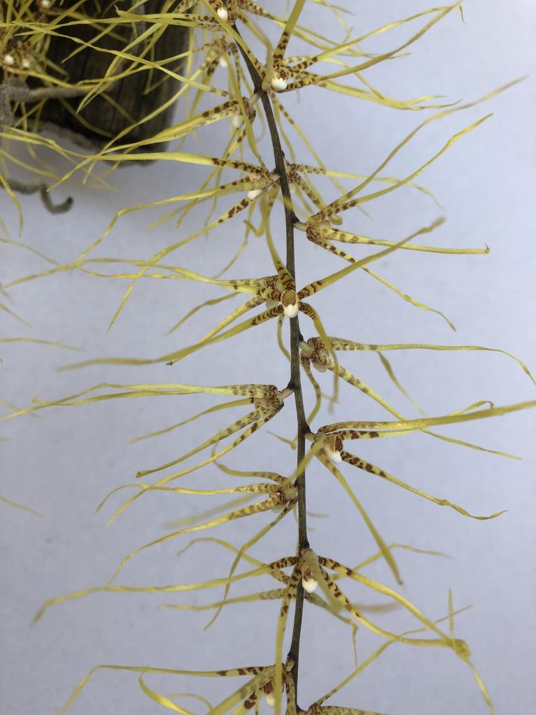 Rhinerrhiza divitiflora