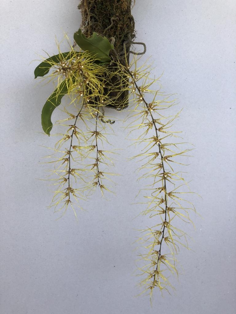 Rhinerrhiza divitiflora - photo 2