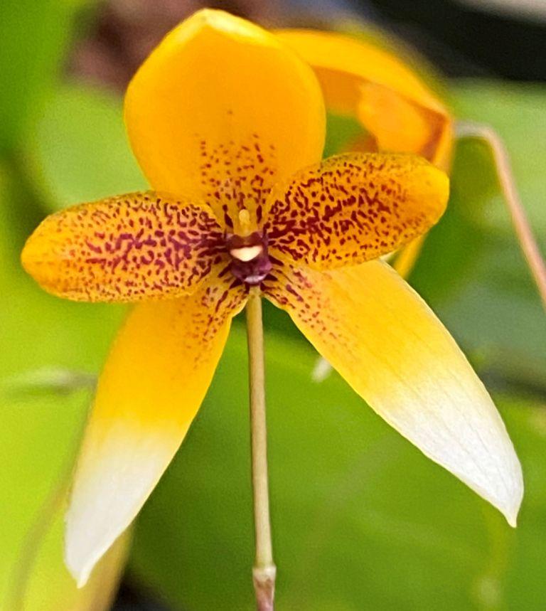 Bulbophyllum ocellatum