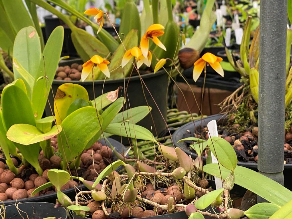 Bulbophyllum ocellatum - photo 2