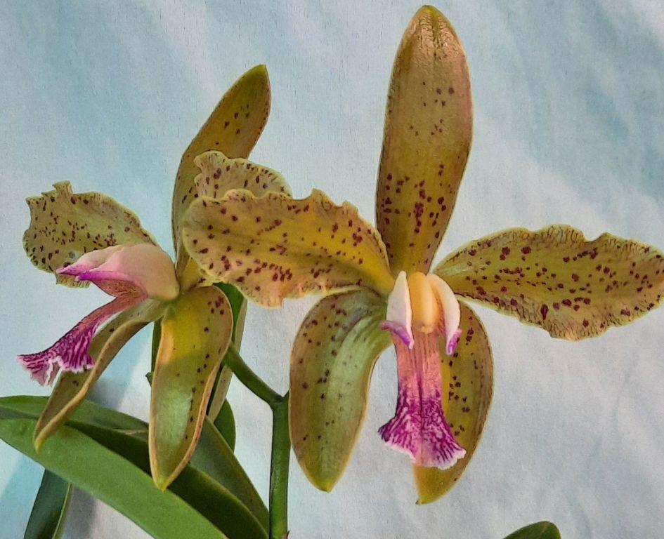 Cattleya schofieldiana