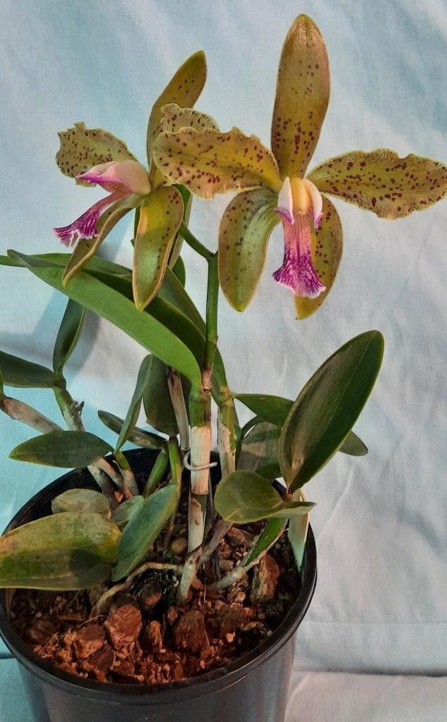 Cattleya schofieldiana - photo 2