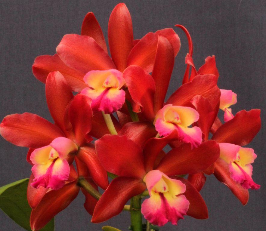 Cattlianthe Gerard Nappert