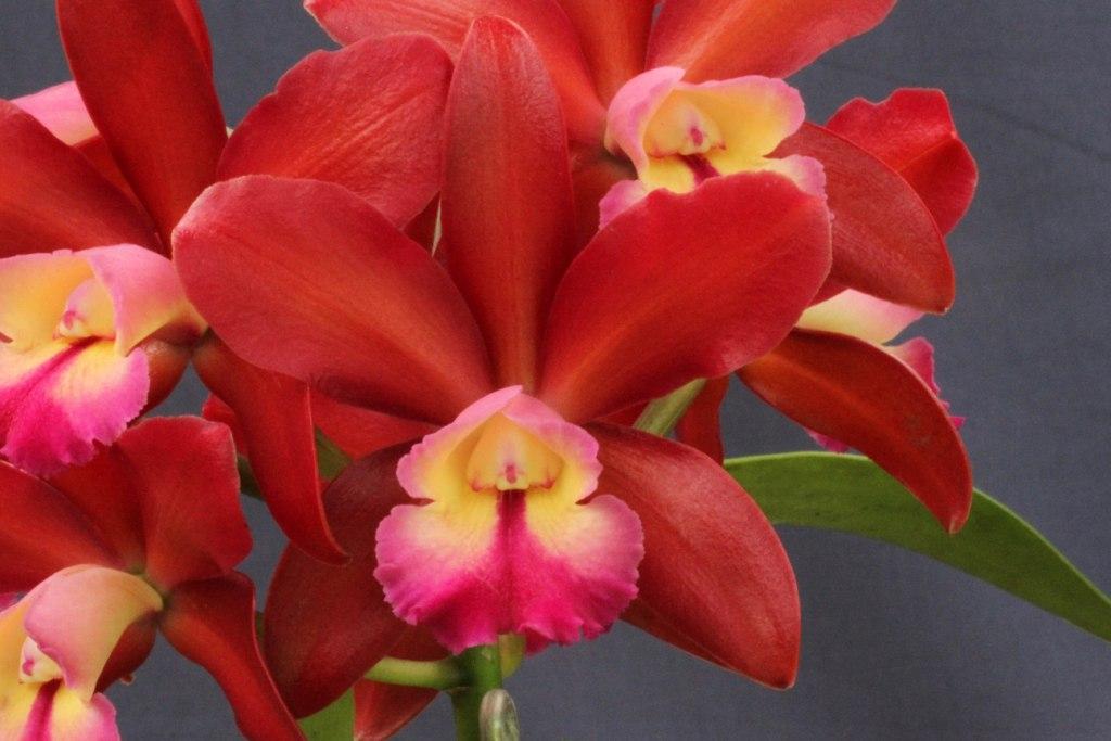 Cattlianthe Gerard Nappert - photo 2