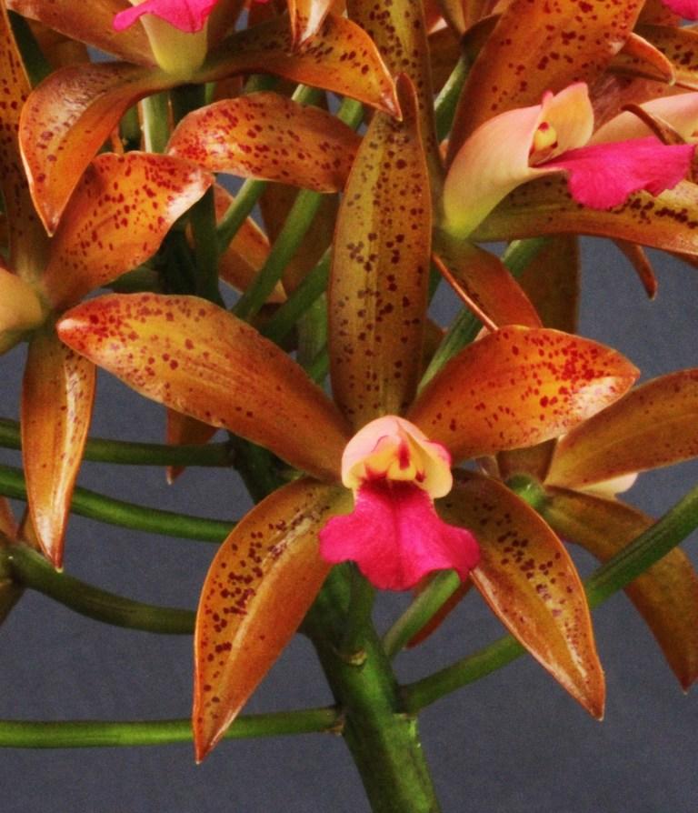 Cattlianthe Fantasia Jibara - photo 2