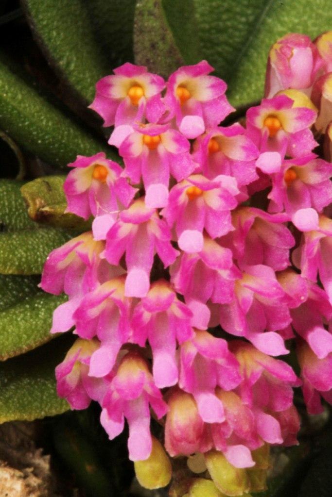 Schoenorchis fragrans