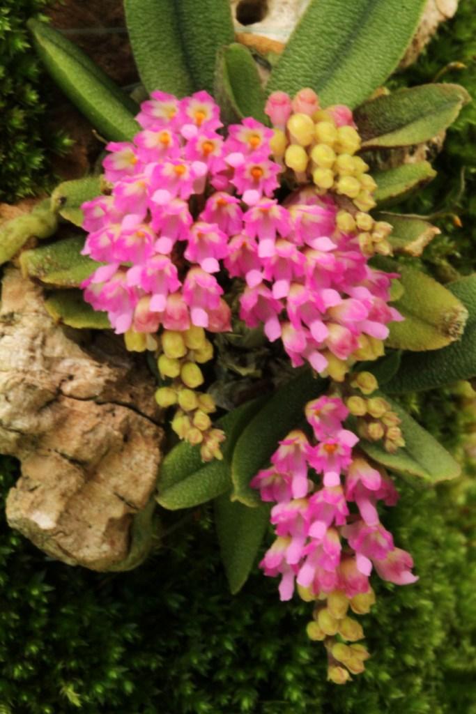 Schoenorchis fragrans - photo 2