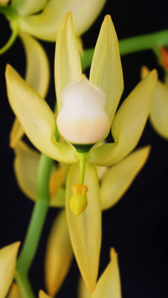 Cycnoches chlorochilon