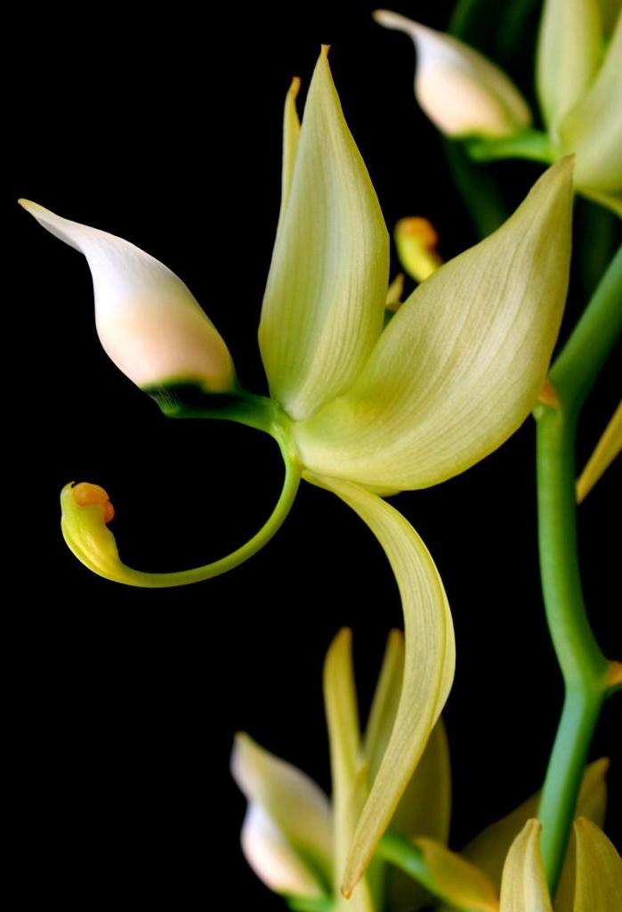 Cycnoches chlorochilon - photo 2