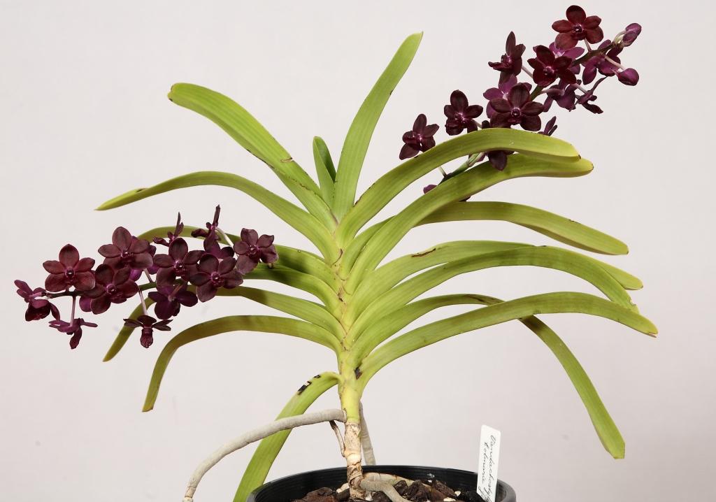 Vanda Colmarie - photo 2