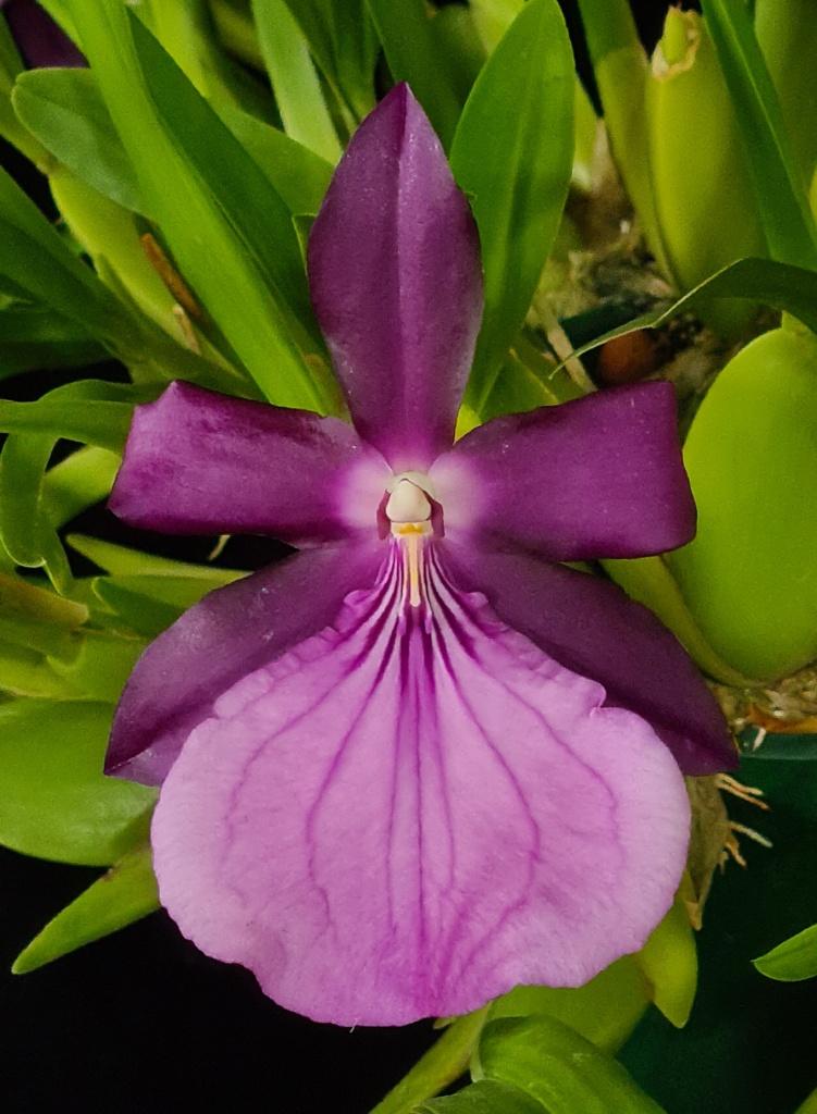 Miltonia moreliana