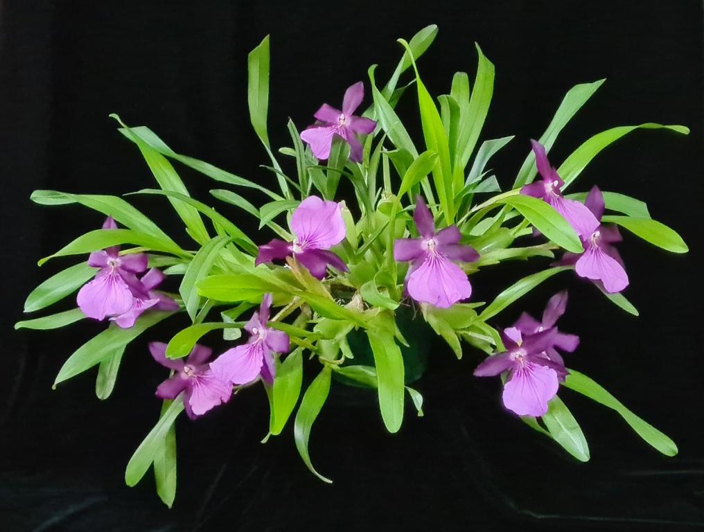 Miltonia moreliana - photo 2