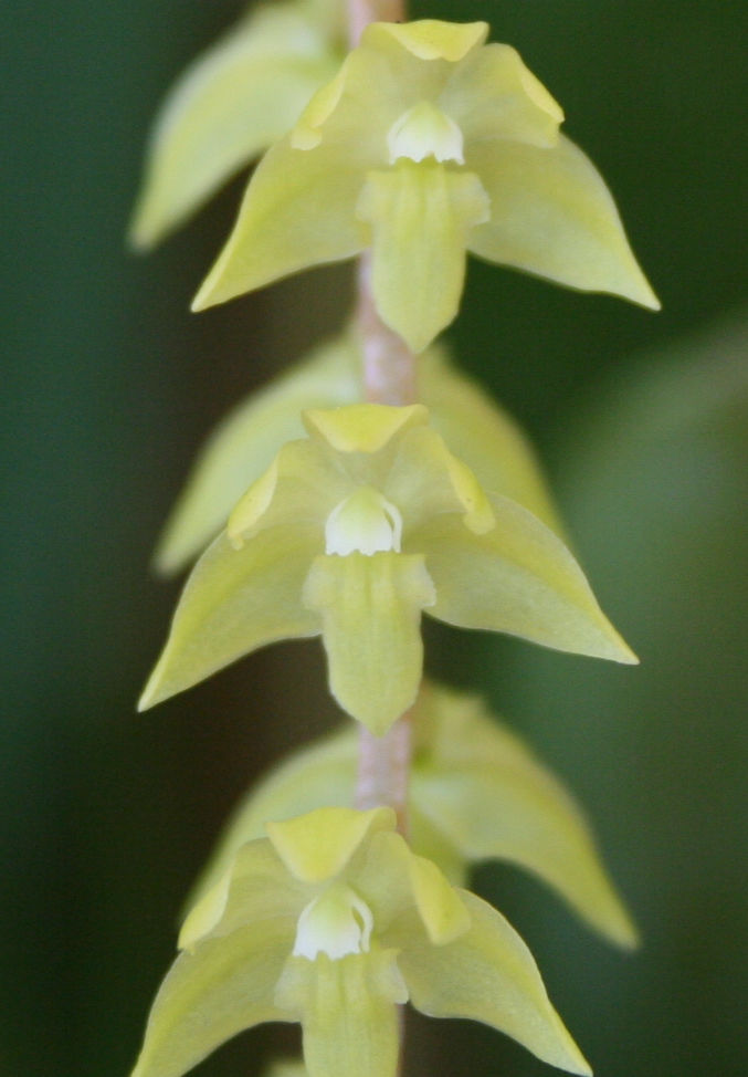 Coelogyne pangasinanensis