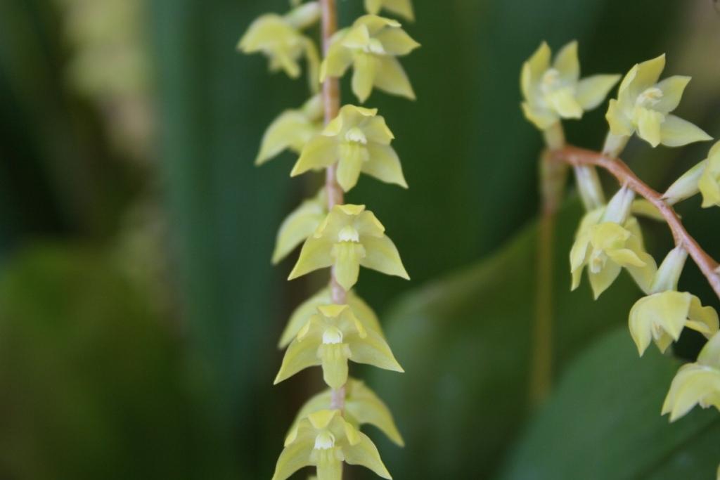 Coelogyne pangasinanensis - photo 2