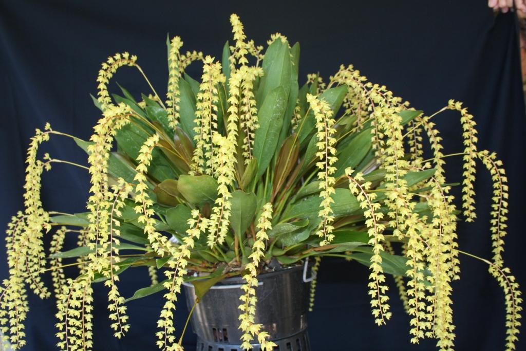 Coelogyne pangasinanenis