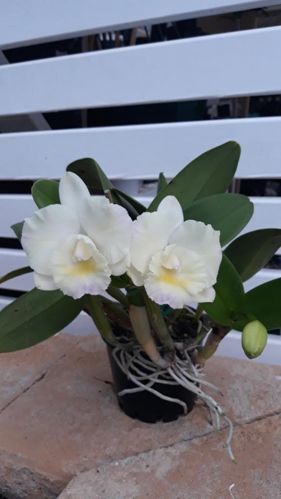 Rhyncholaeliocattleya CRB's Future - photo 2