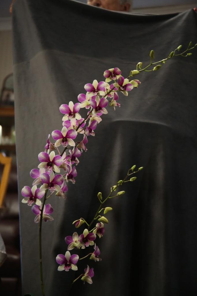 Dendrobium Yashiga Fantasy - photo 2
