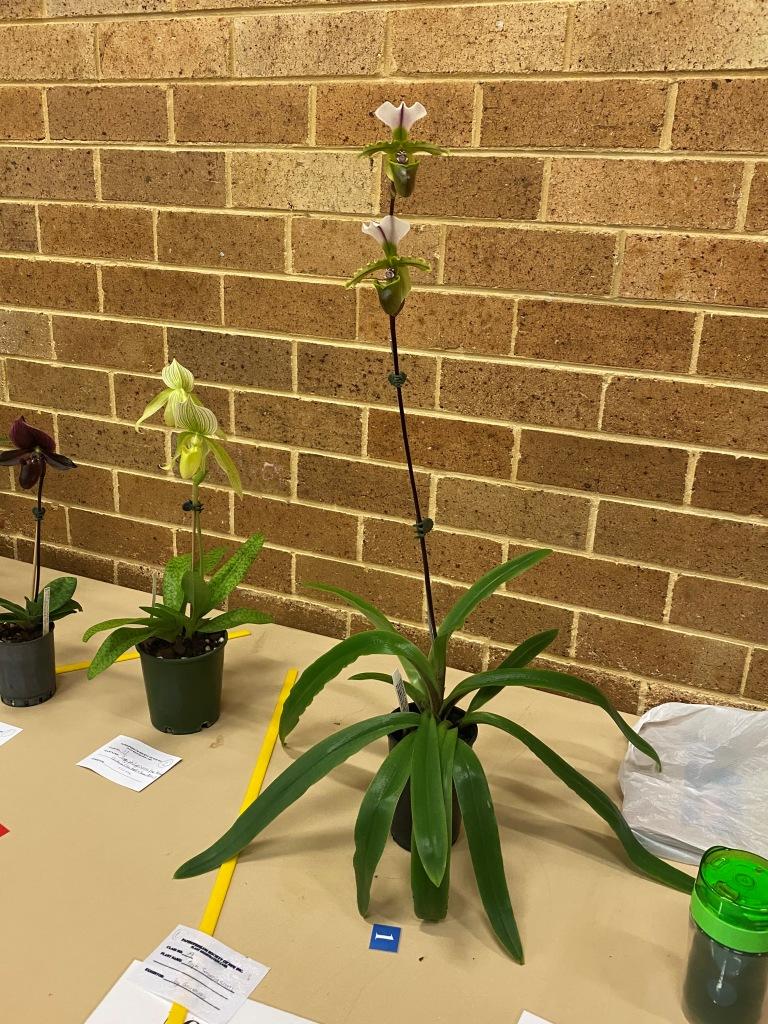 Paphiopedilum spicerianum - photo 2