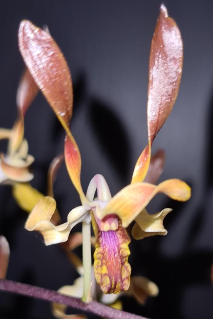 Den Memoria Stephen Martin