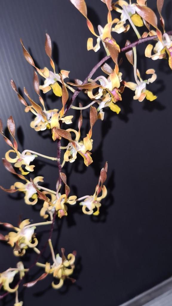 Dendrobium Memoria Stephen Martin - photo 2