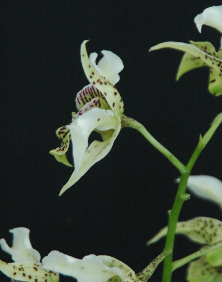 Dendrobium Rosie's Delight - photo 2