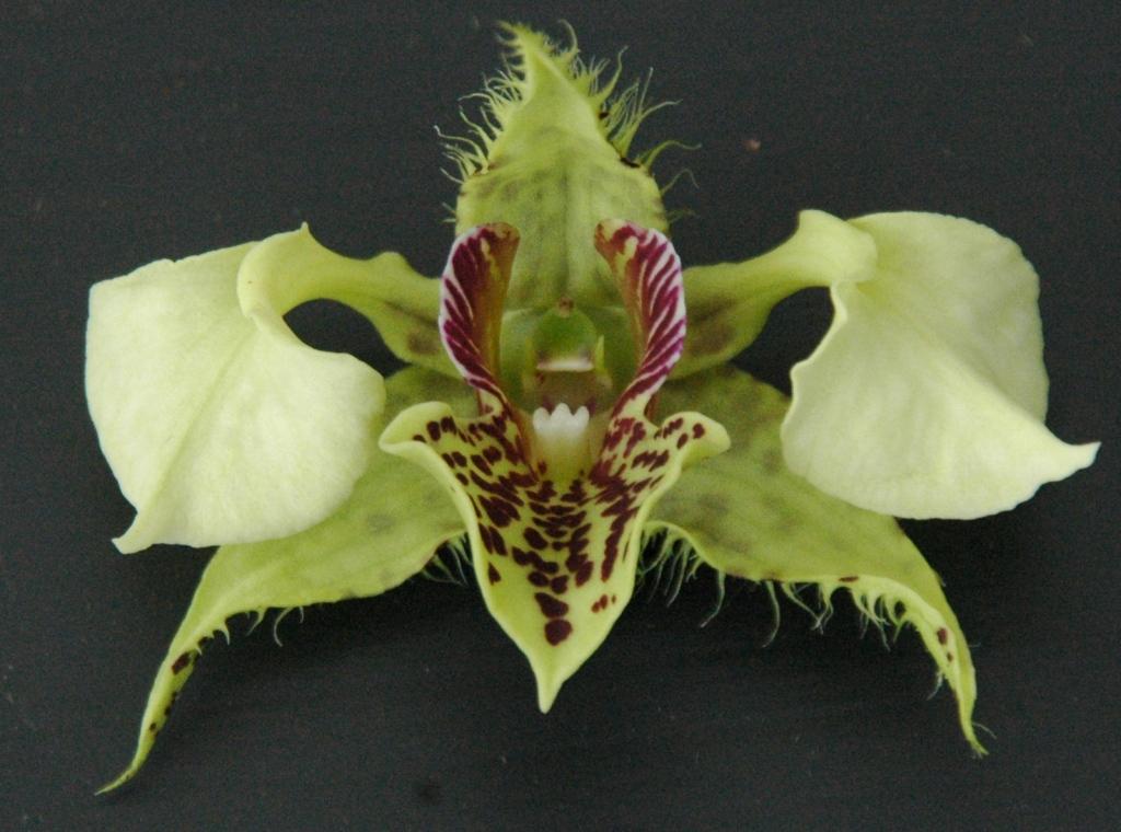 Den Neifert's Exception