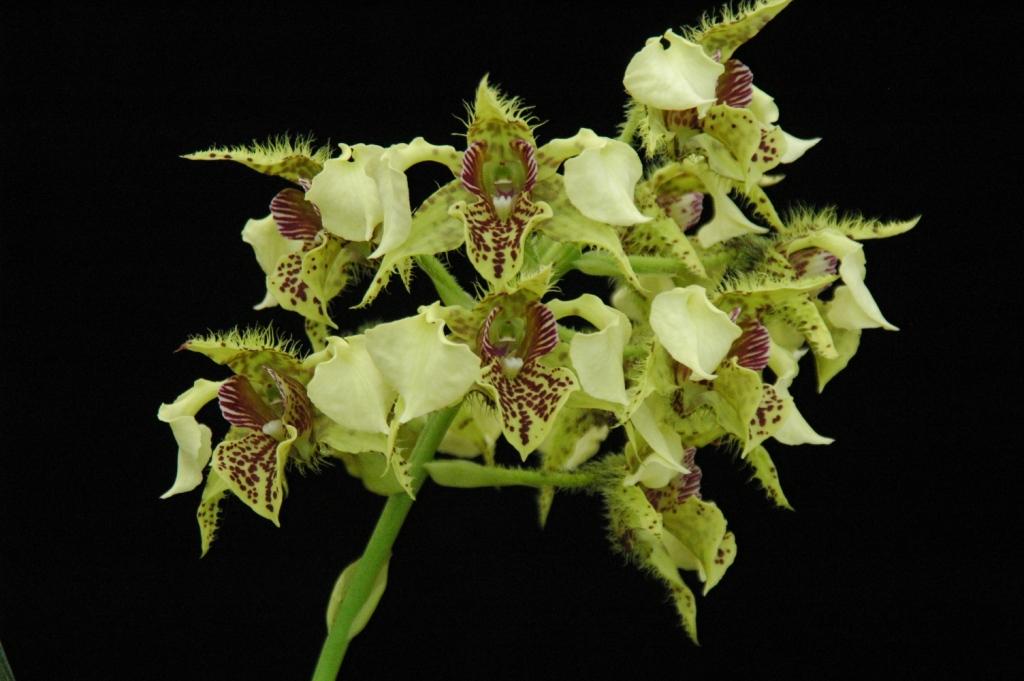 Dendrobium Neifert's Exception - photo 2