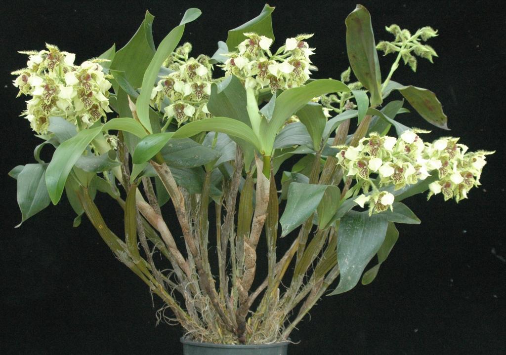 Den Neifert's Exception