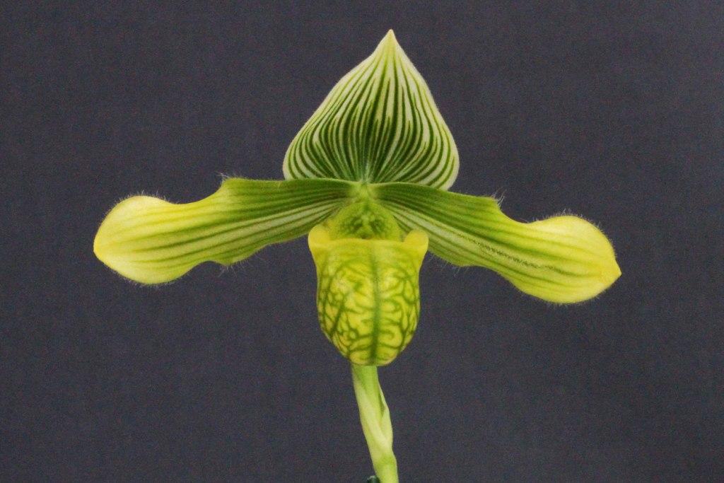 Paphiopedilum venustum - AM/AOC
