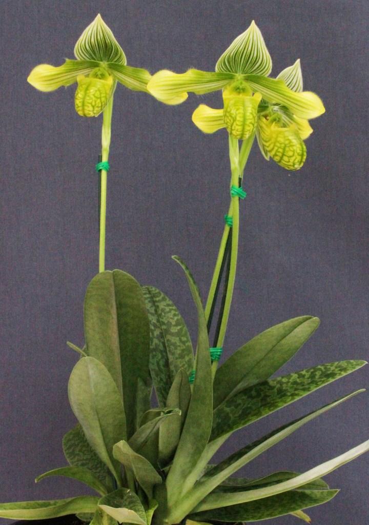 Paphiopedilum venustum - photo 2