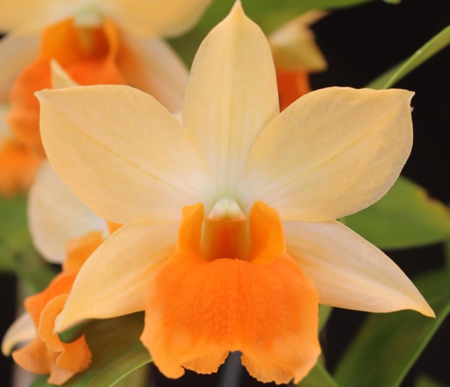 Den Hsinying Frostymaree