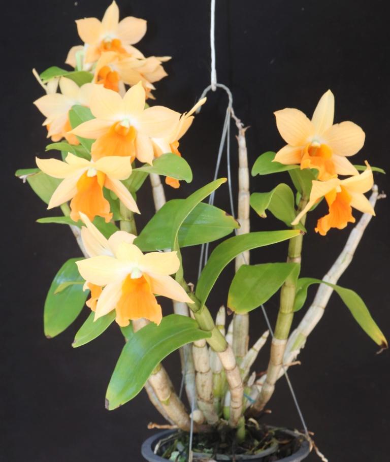 Dendrobium Hsinying Frostymaree - photo 2